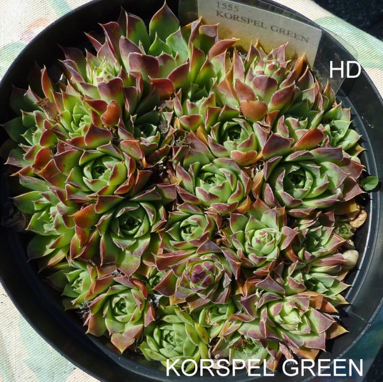 Korspel Green / Jovi