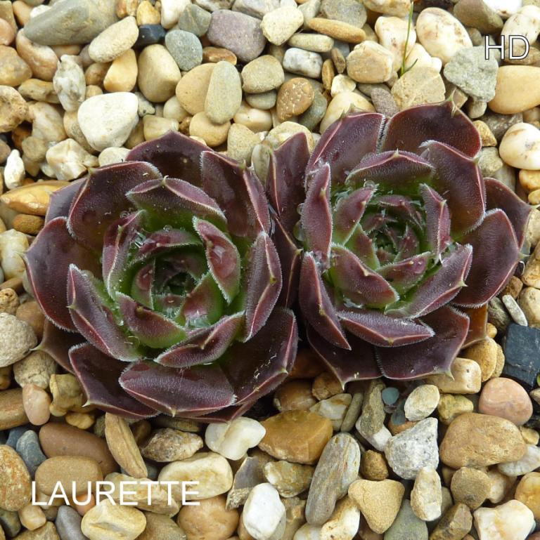 Laurette / Jovi