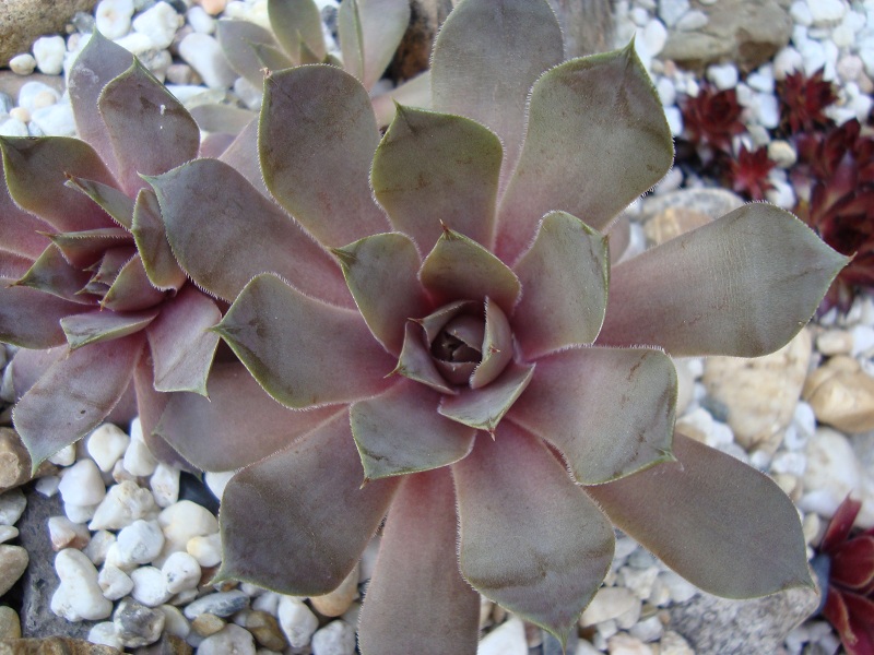 Lavenderspross
