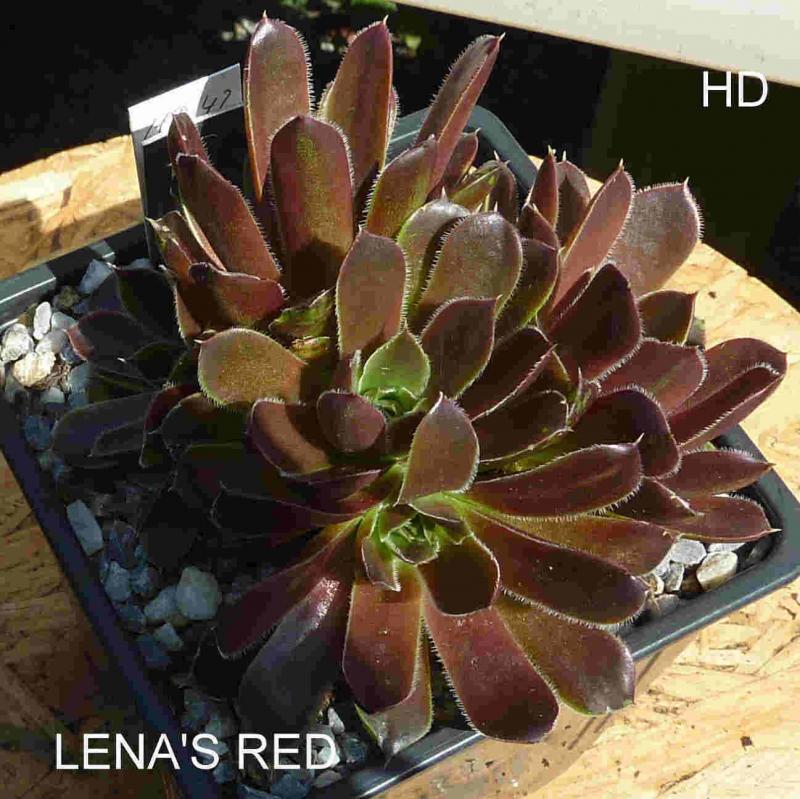 Lena's Red / Jovi