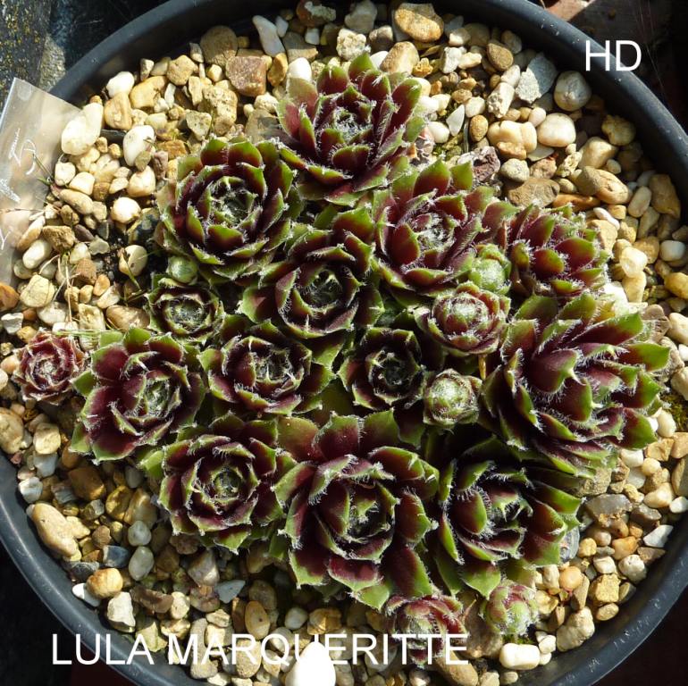 Lula Marquerite