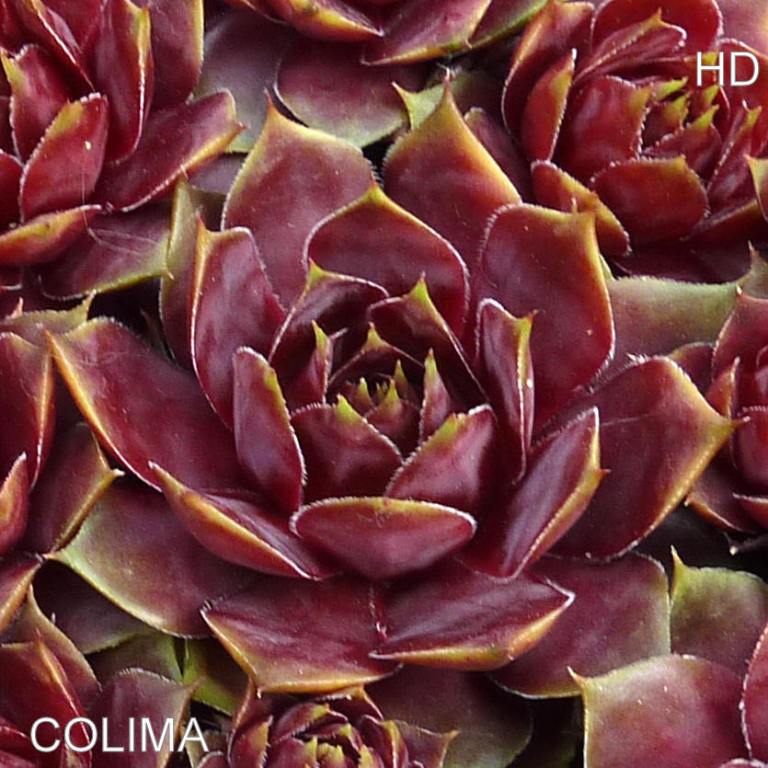 Colima