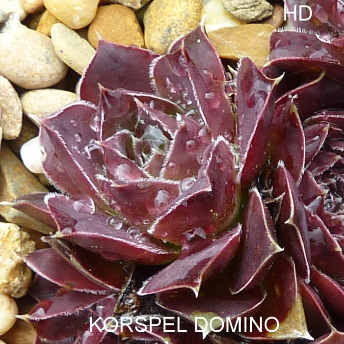 Korspel Domino / Jovi