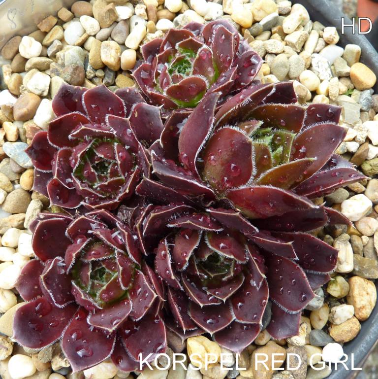 Korspel Red Girl / Jovi