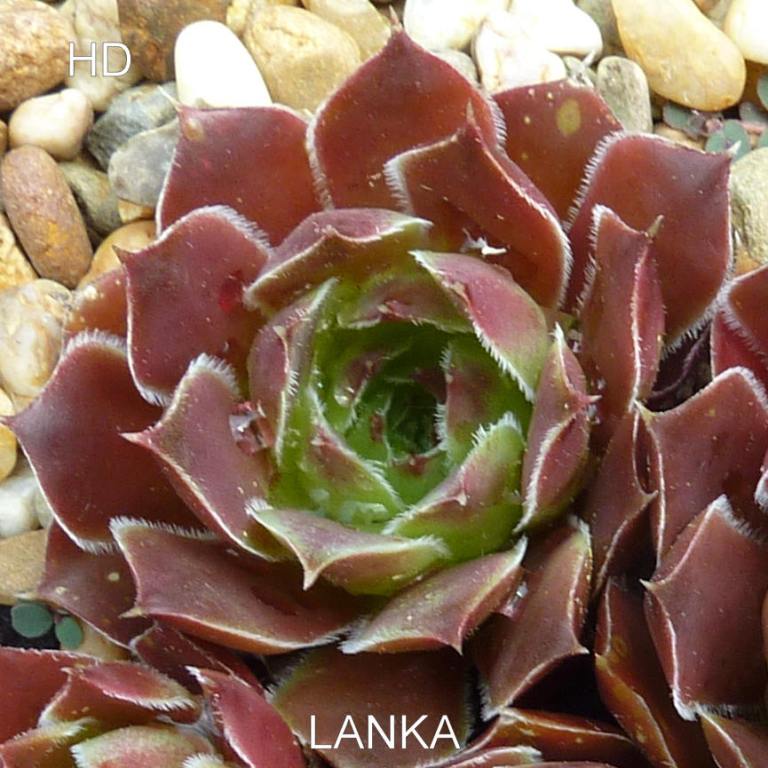 Lanka / Jovi