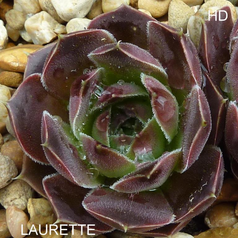 Laurette / Jovi