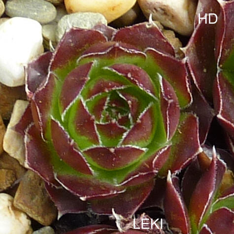 Leki / Jovi
