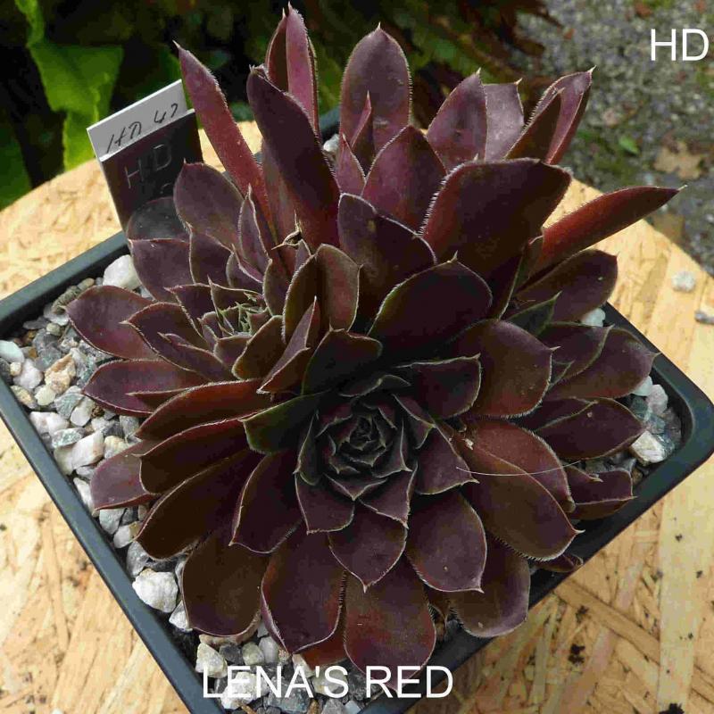 Lena's Red / Jovi