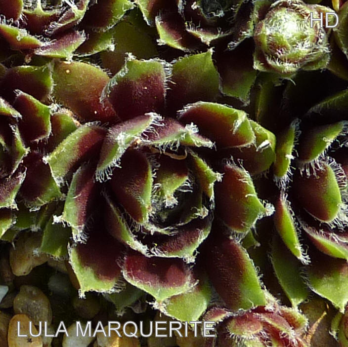 Lula Marquerite