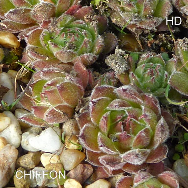 Chiffon
