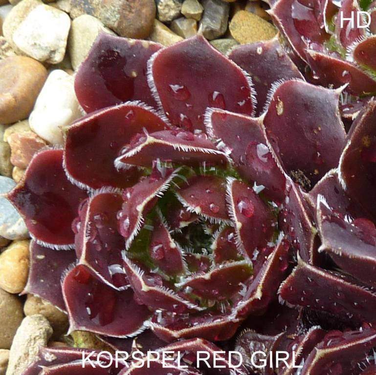 Korspel Red Girl / Jovi