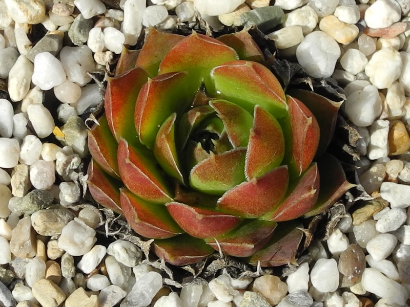 Korspel Green / Jovi