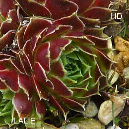 Lalie / Jovi