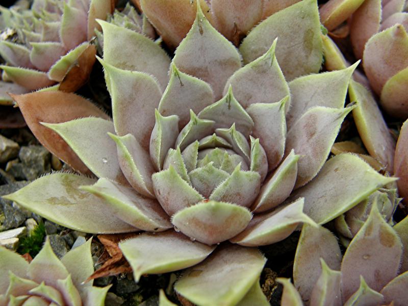 Lavenderspross