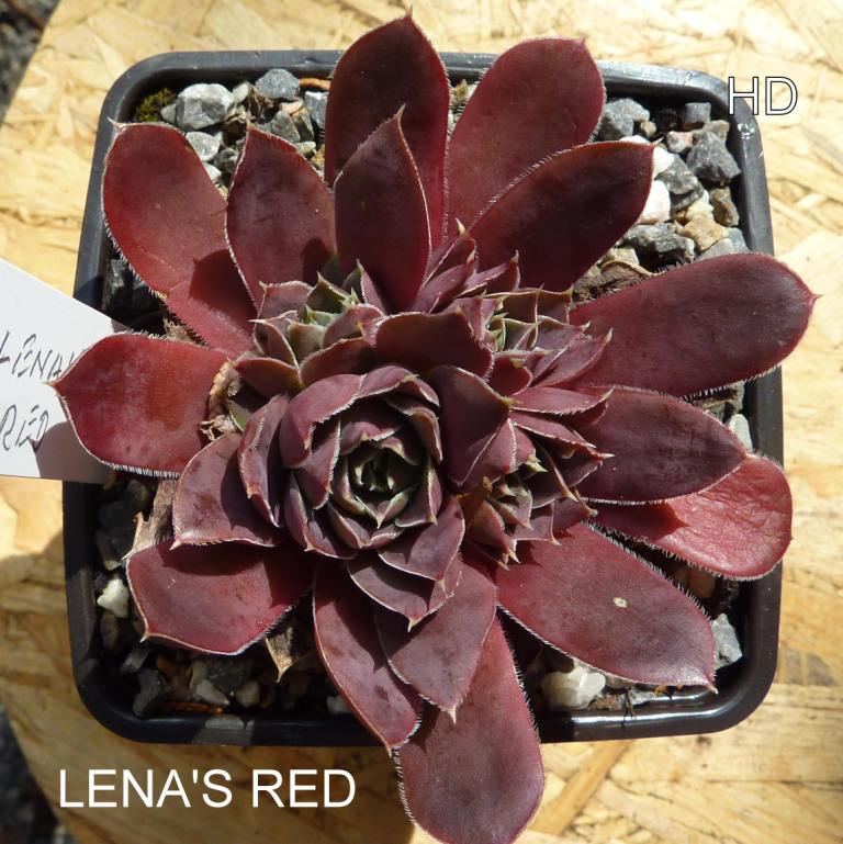 Lena's Red / Jovi