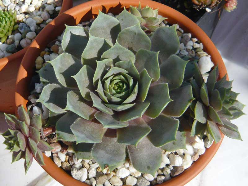 Lavenderspross