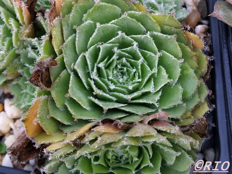 Lula Marquerite