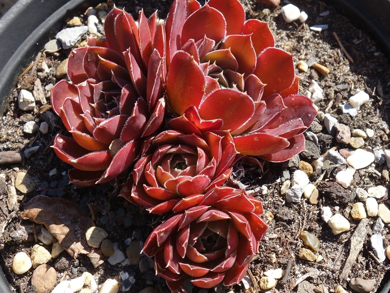 Lena's Red / Jovi