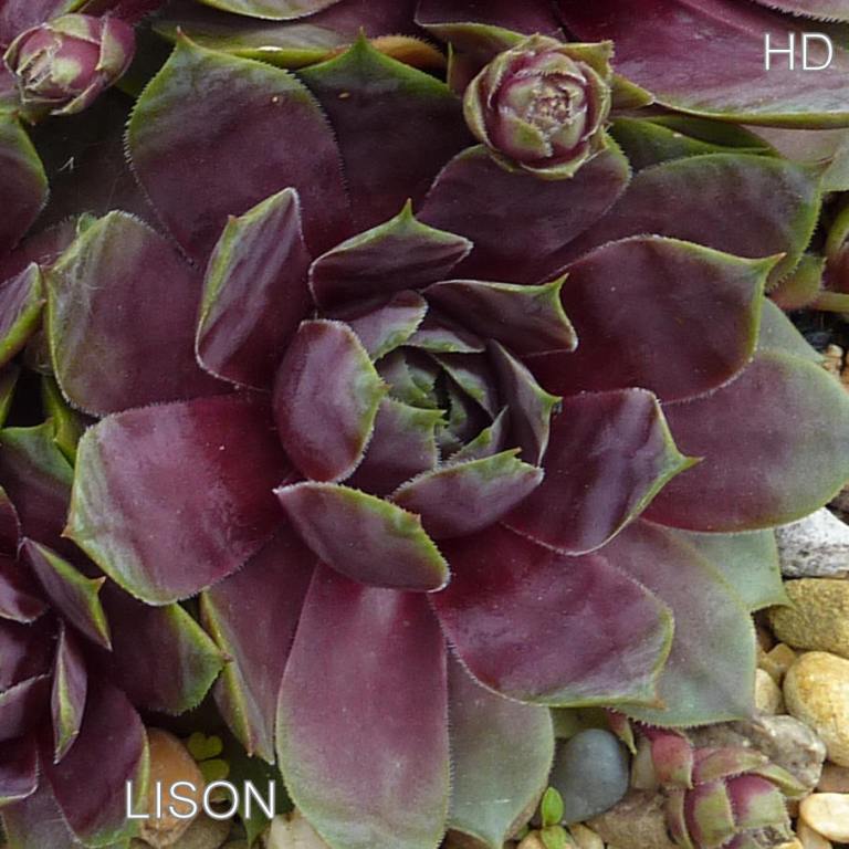Lison
