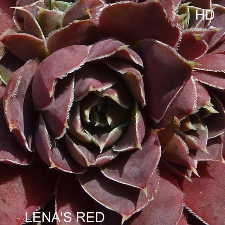 Lena's Red / Jovi