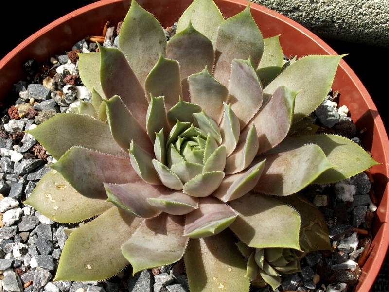 Lavenderspross