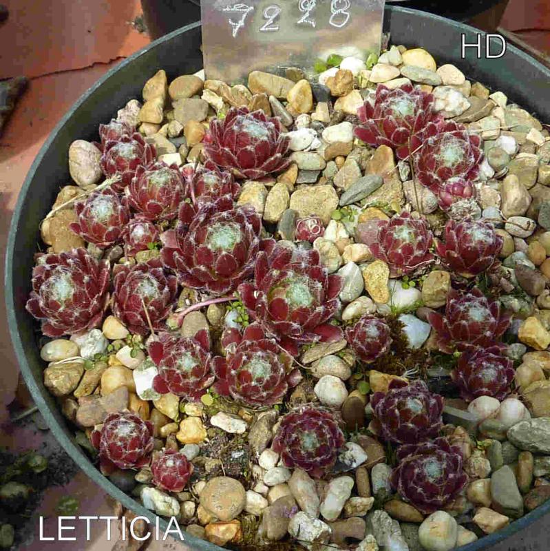 Letticia