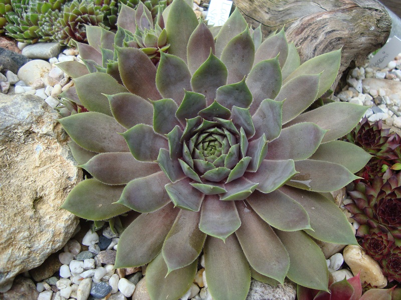 Lavenderspross