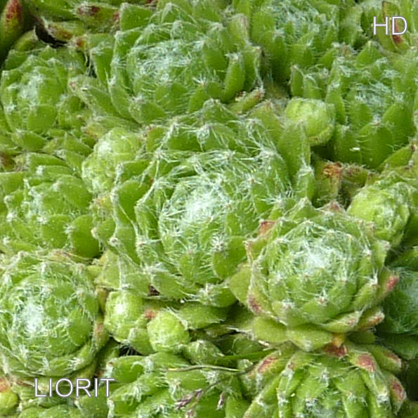 Liorit