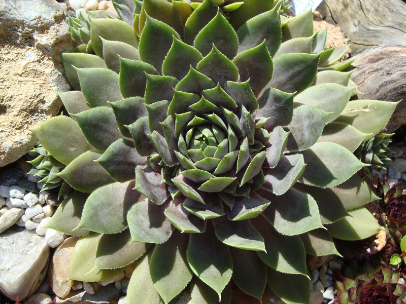 Lavenderspross