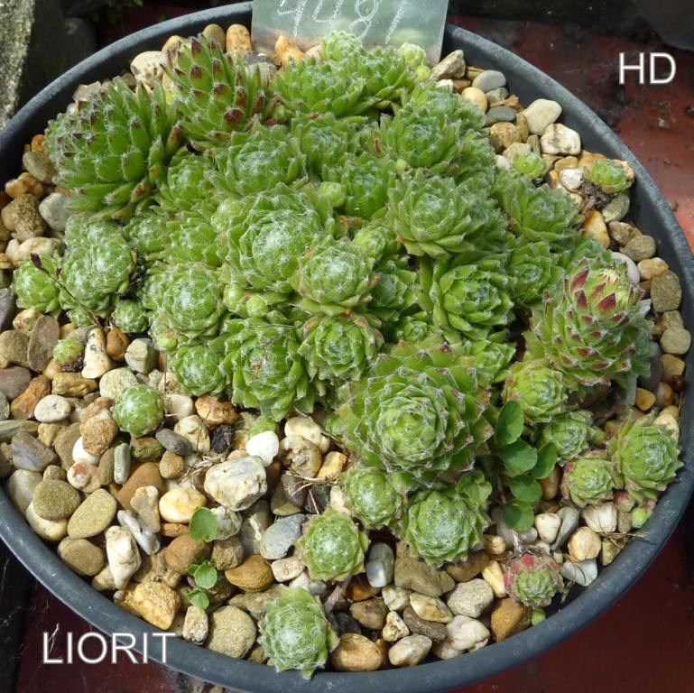 Liorit