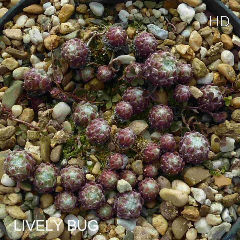 Lively Bug