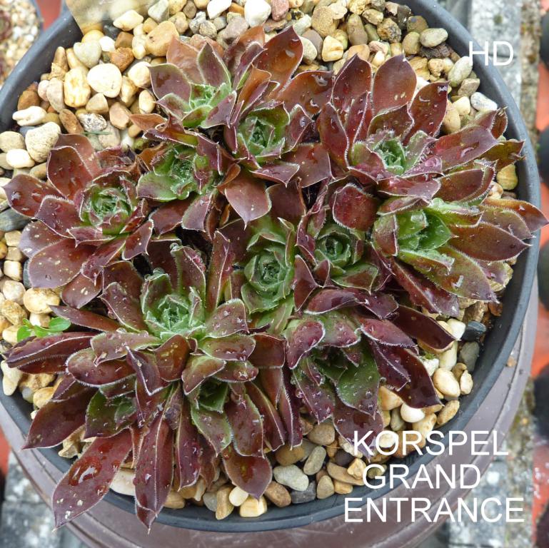 Korspel Grand Entrance / Jovi