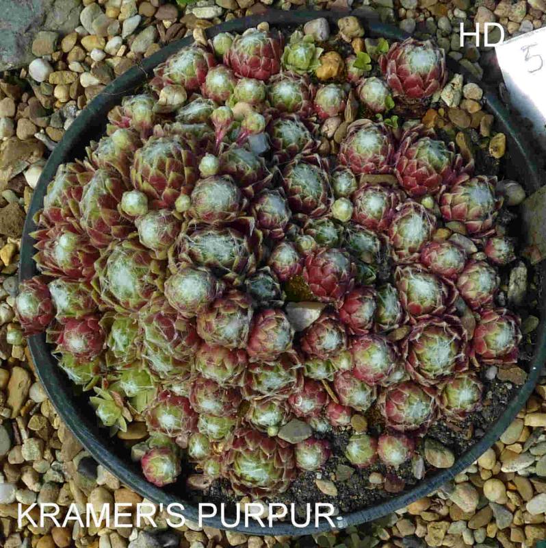 Kramer's Purpur