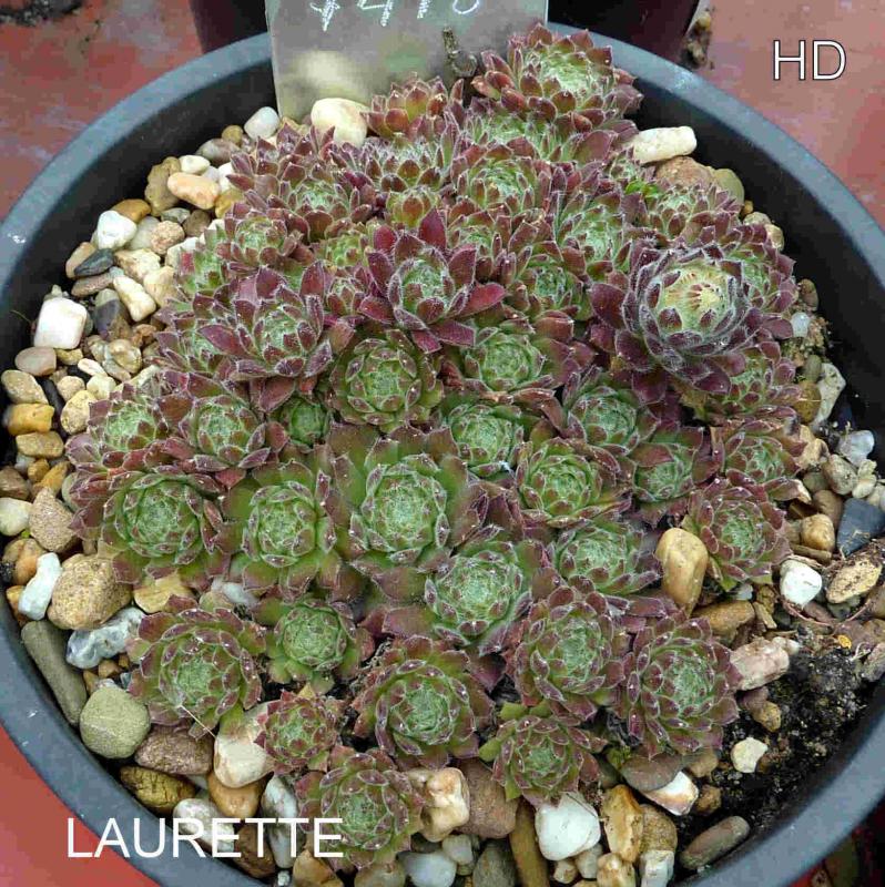 Laurette