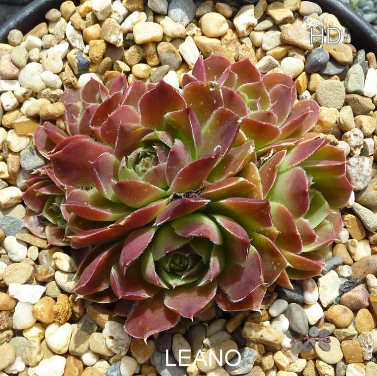 Leano / Jovi