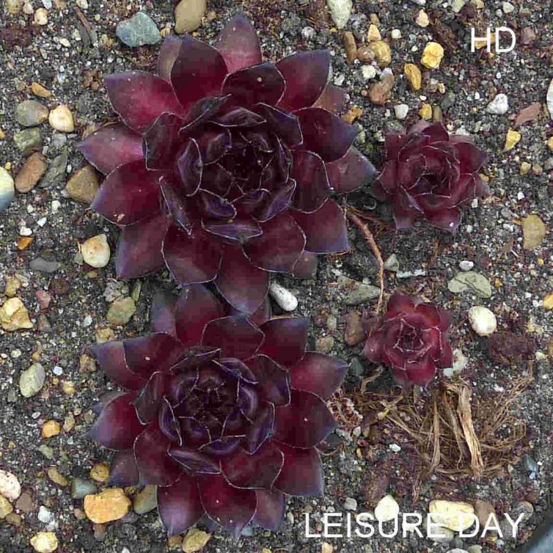 Leisure Day