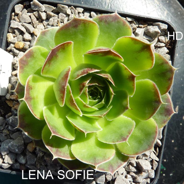 Lena Sofie / Jovi