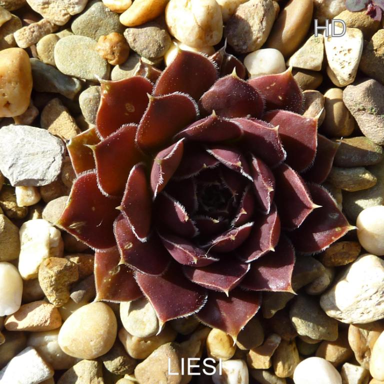 Liesi / Jovi