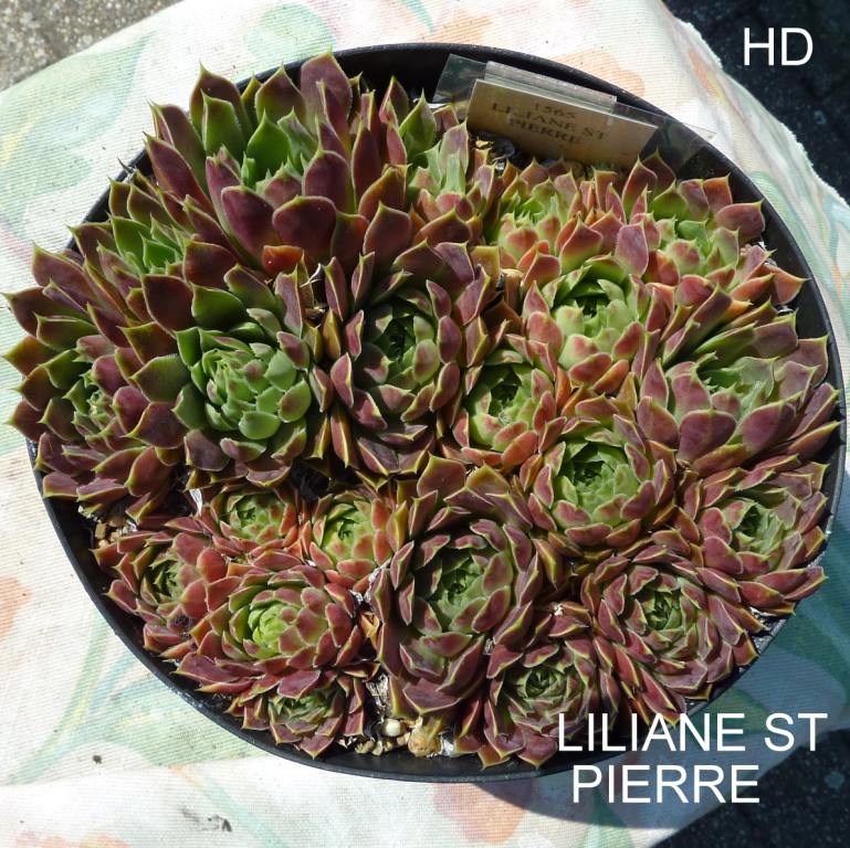 Liliane St. Pierre / Jovi