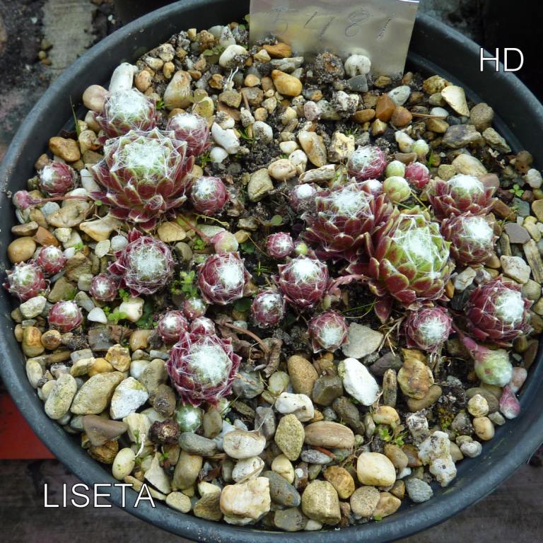 Liseta