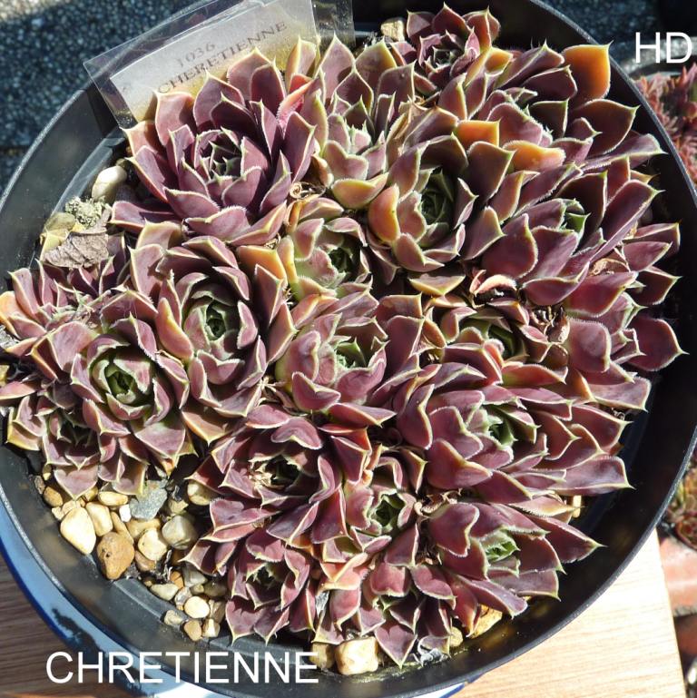 Chretienne / Jovi