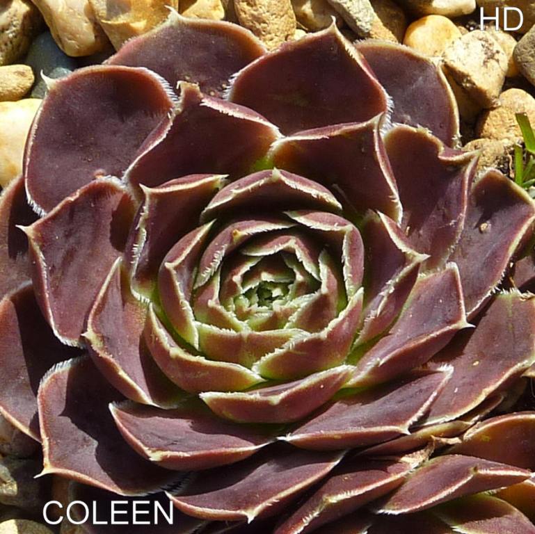 Coleen / Jovi