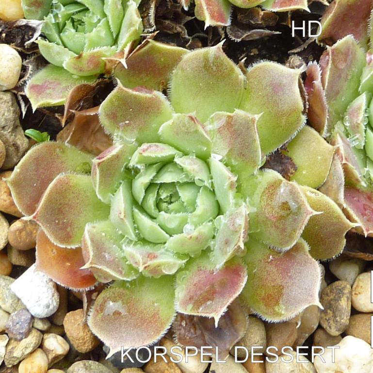 Korspel Dessert / Jovi