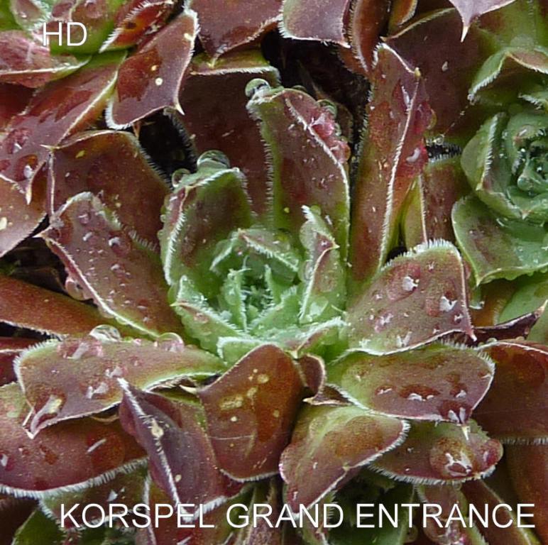 Korspel Grand Entrance / Jovi