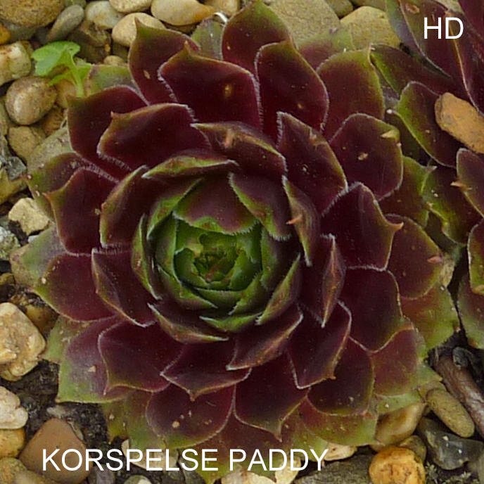 Korspelse Paddy