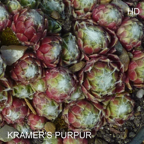 Kramer's Purpur
