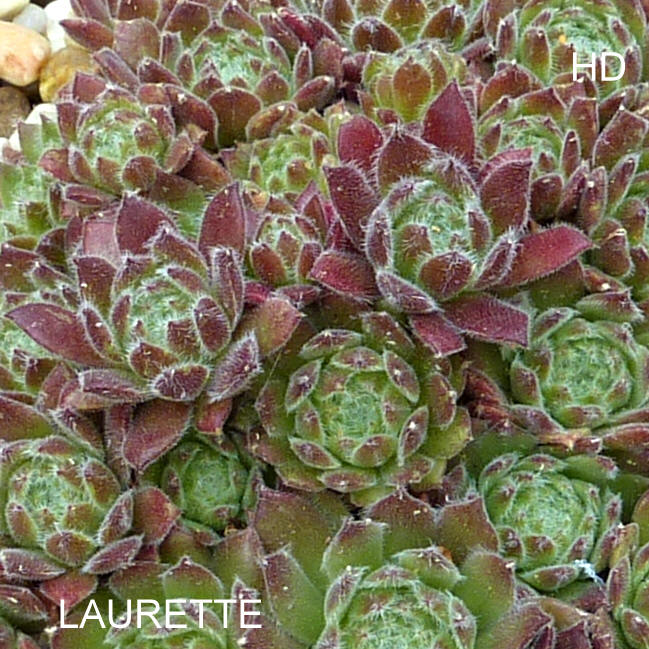 Laurette