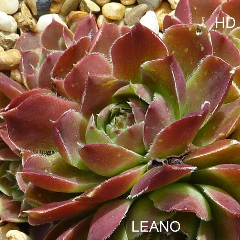 Leano / Jovi