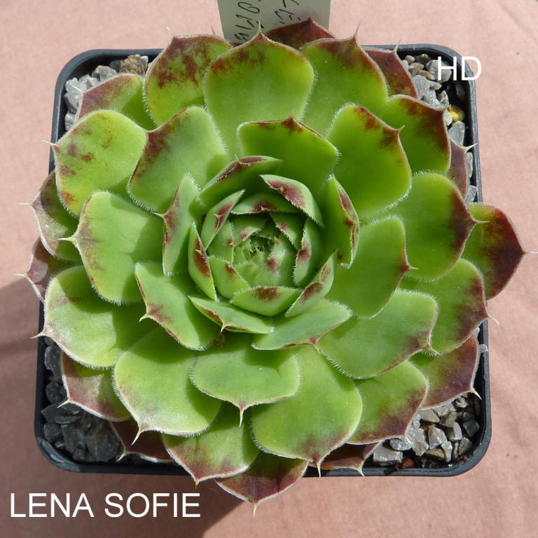 Lena Sofie / Jovi