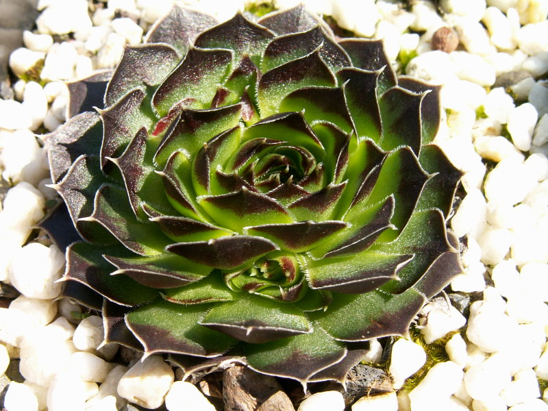 Lettara / Jovi